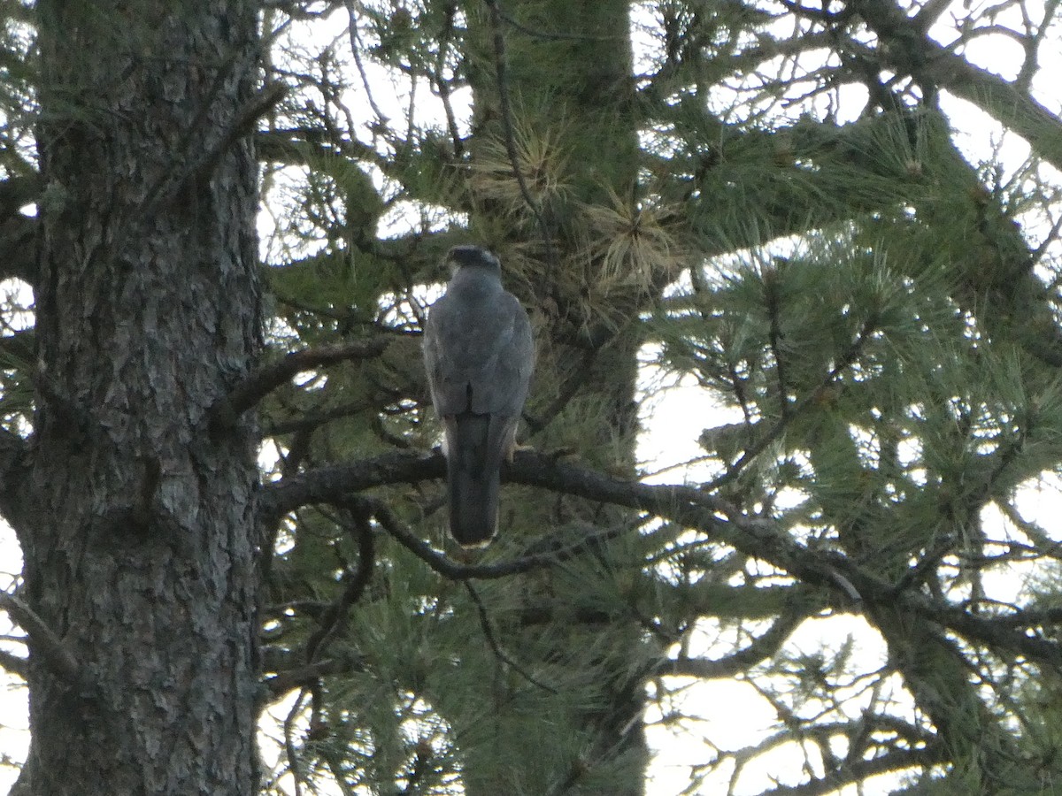 American Goshawk - ML637528231