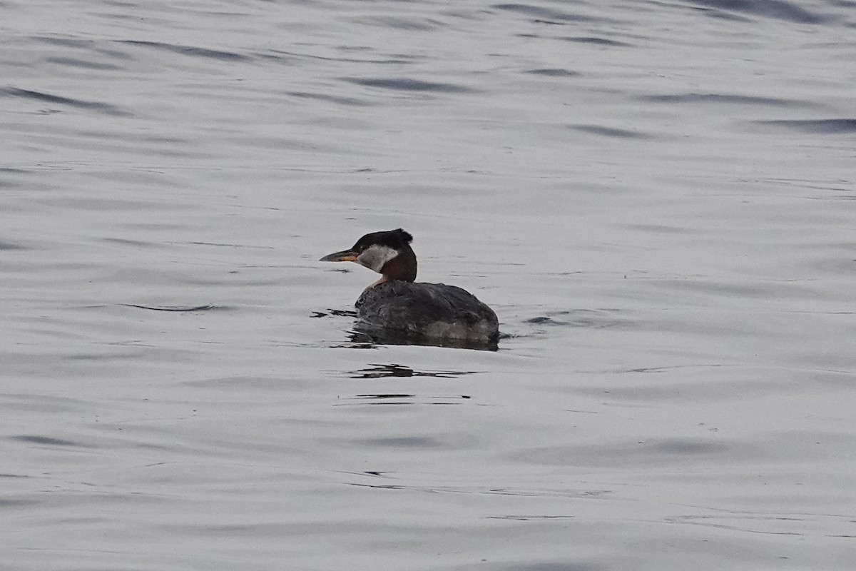 Red-necked Grebe - ML637528234