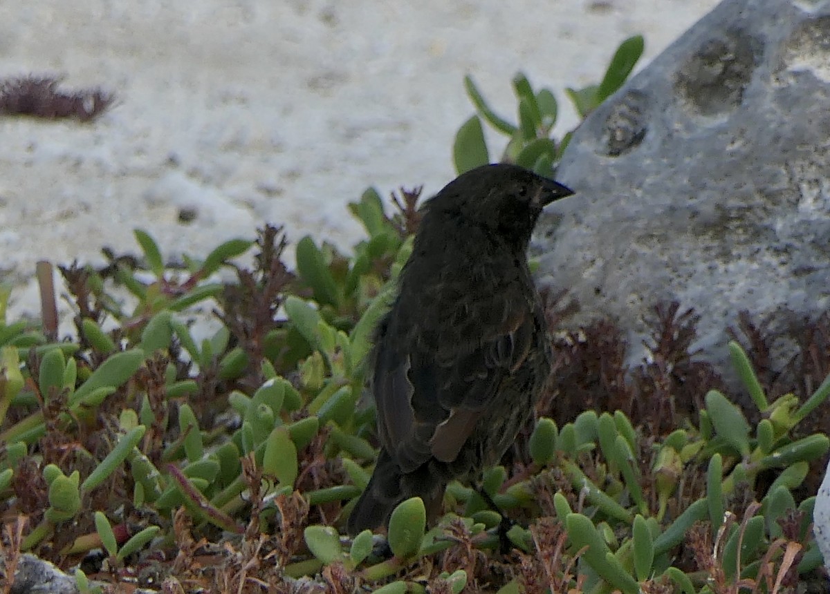 Large Ground-Finch - ML637528240