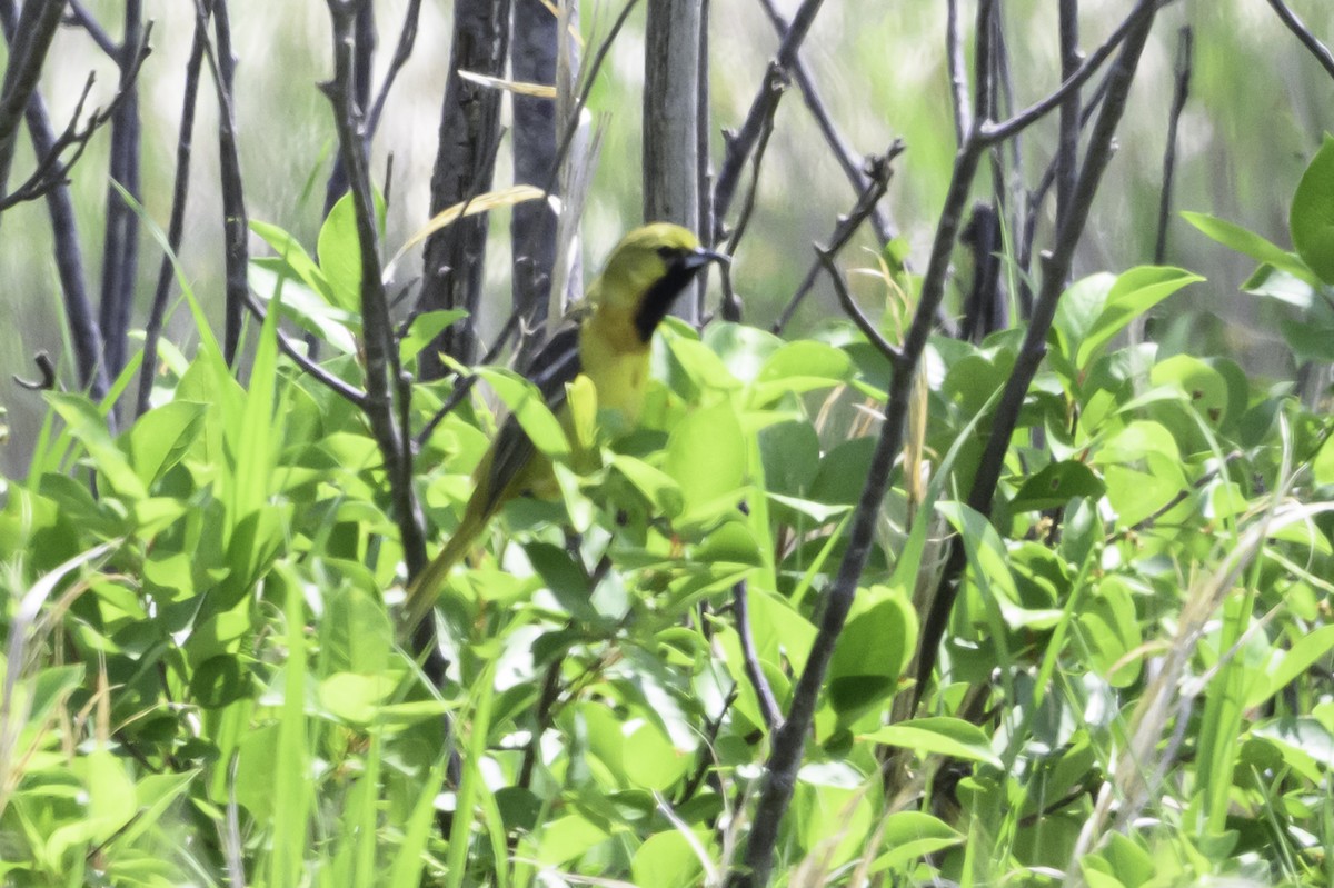 Orchard Oriole - ML637528269
