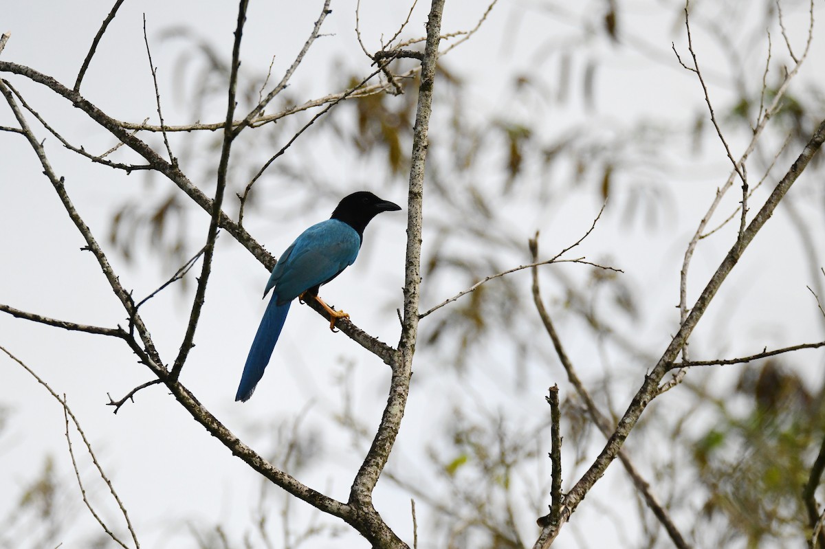 Yucatan Jay - ML637528271