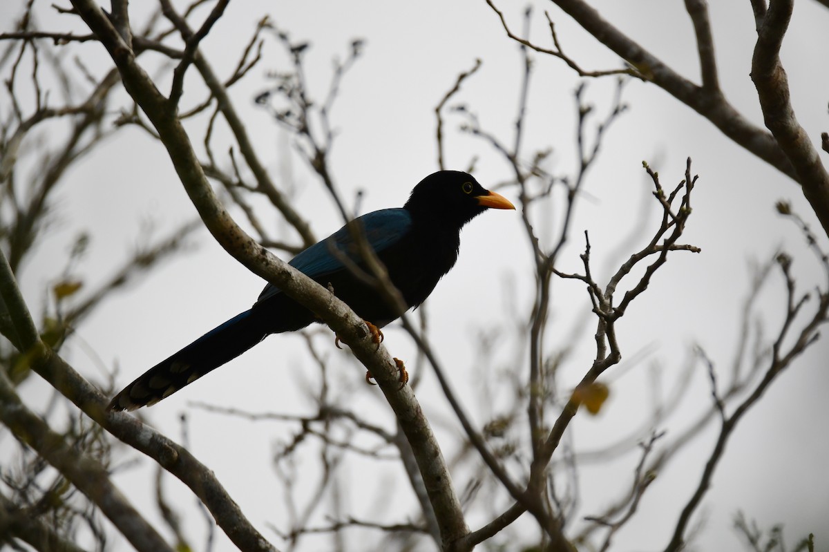 Yucatan Jay - ML637528275