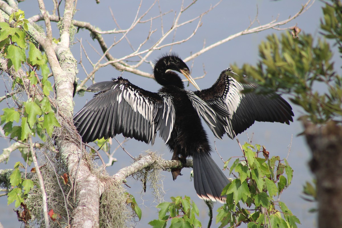 anhinga americká - ML637528286