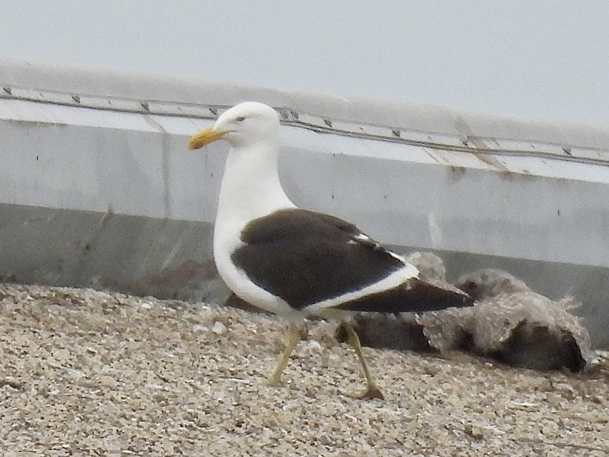 racek jižní - ML637528290