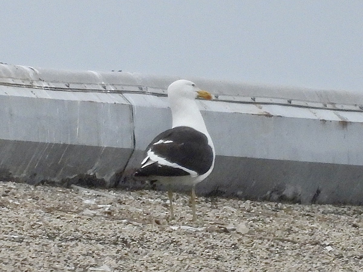 racek jižní - ML637528291