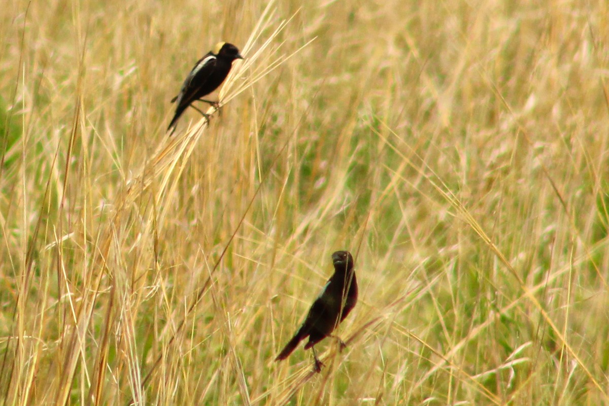 bobolink americký - ML637528297
