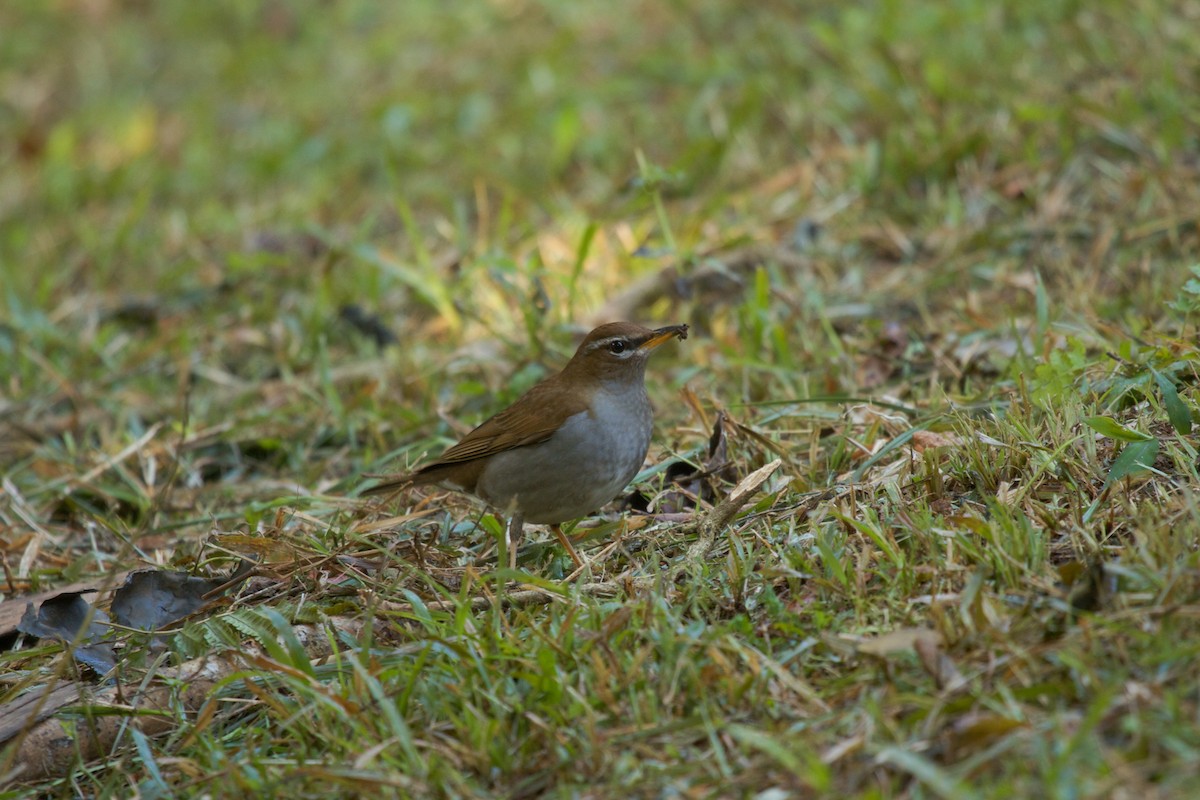 Gray-sided Thrush - ML637528305