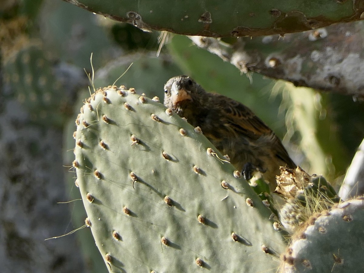 Genovesa Cactus-Finch - ML637528334