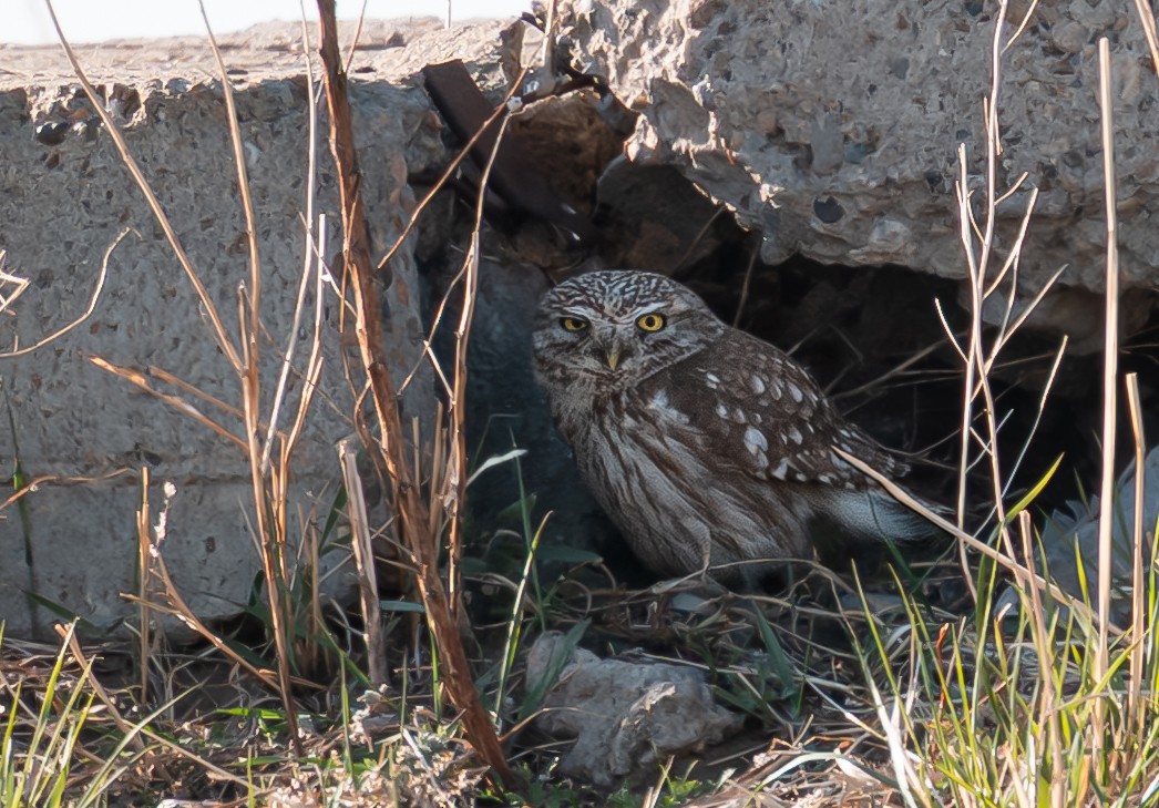 Little Owl (Little) - ML637528343