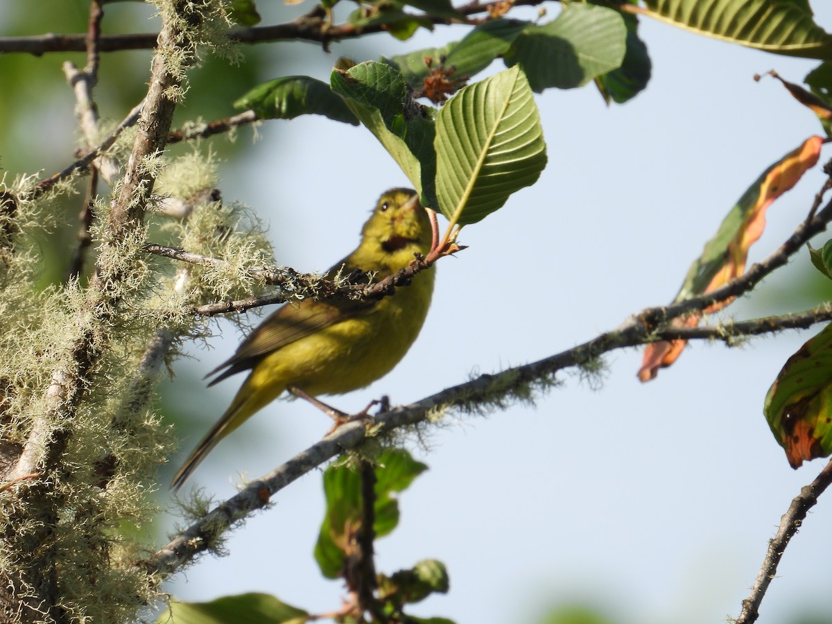 Orange-crowned Warbler - ML637528404