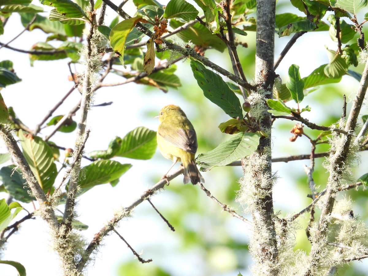 Orange-crowned Warbler - ML637528405
