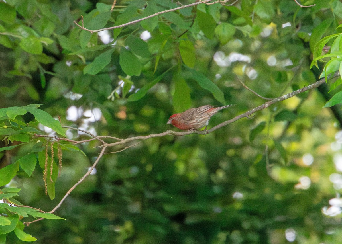 House Finch - ML637528416