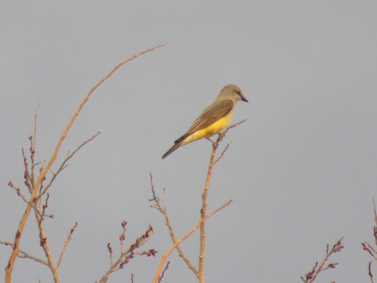 Western Kingbird - ML637528417