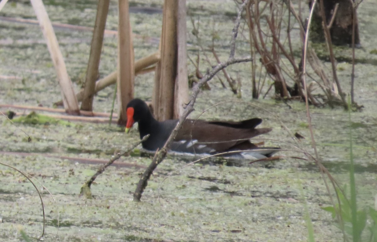 Common Gallinule - ML637528418