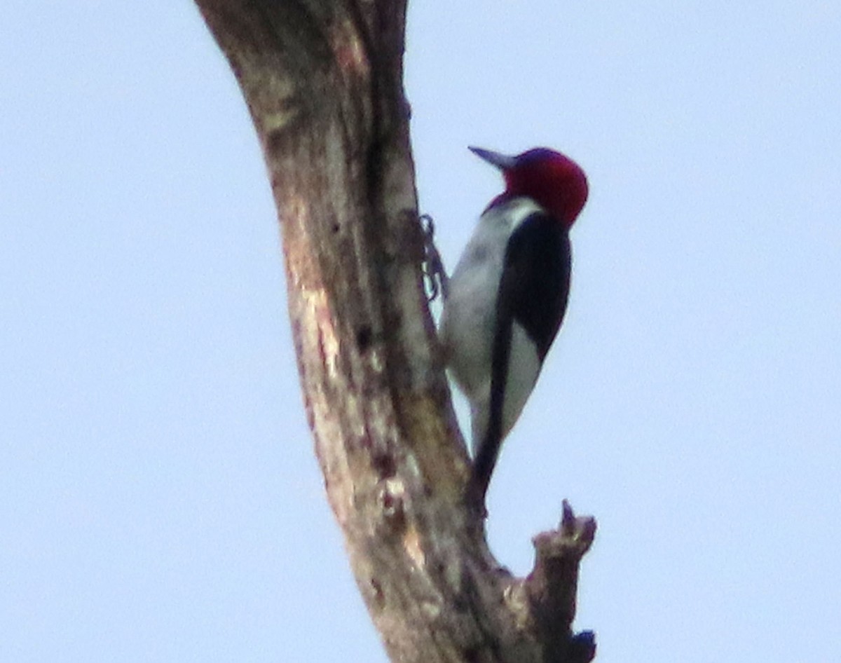 Red-headed Woodpecker - ML637528419