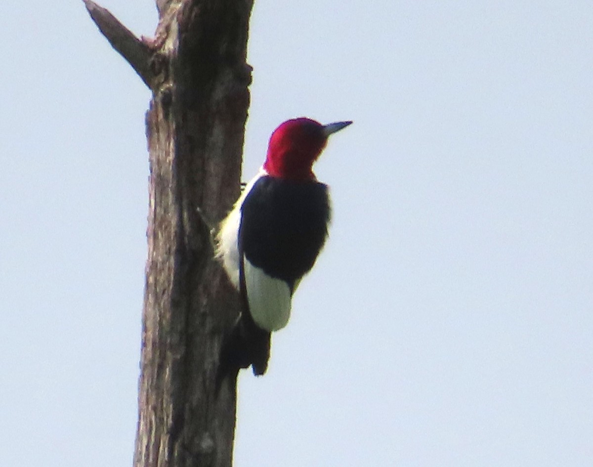 Red-headed Woodpecker - ML637528420