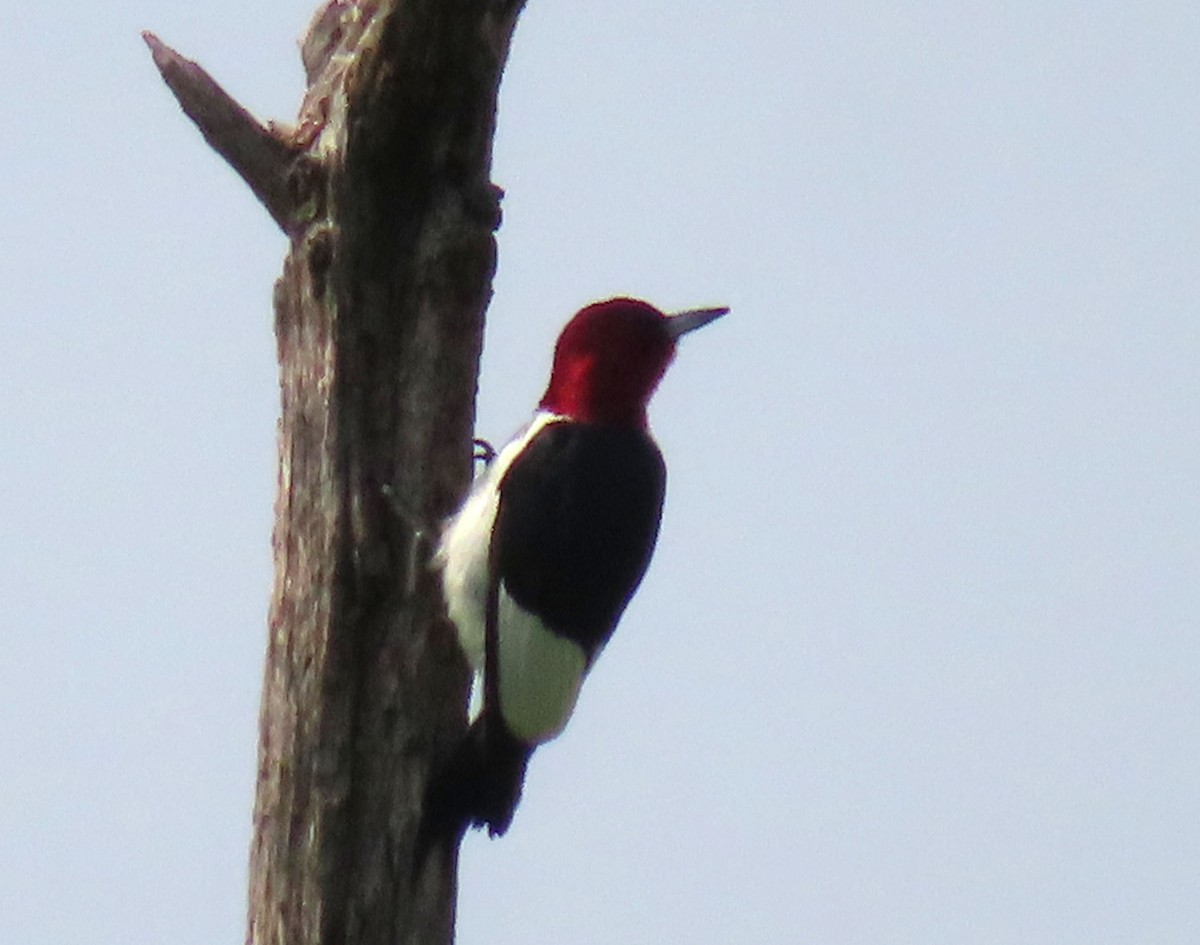 Red-headed Woodpecker - ML637528421