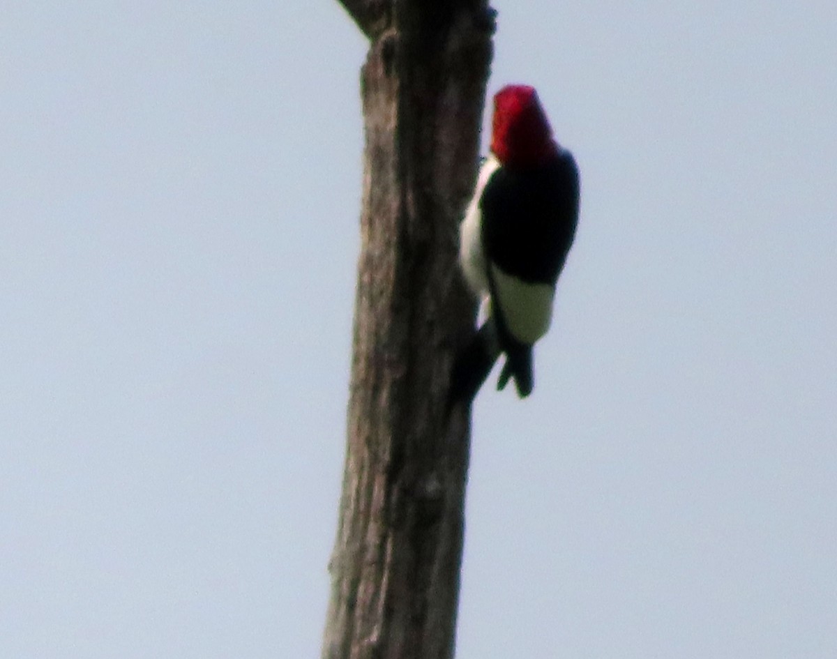 Red-headed Woodpecker - ML637528422