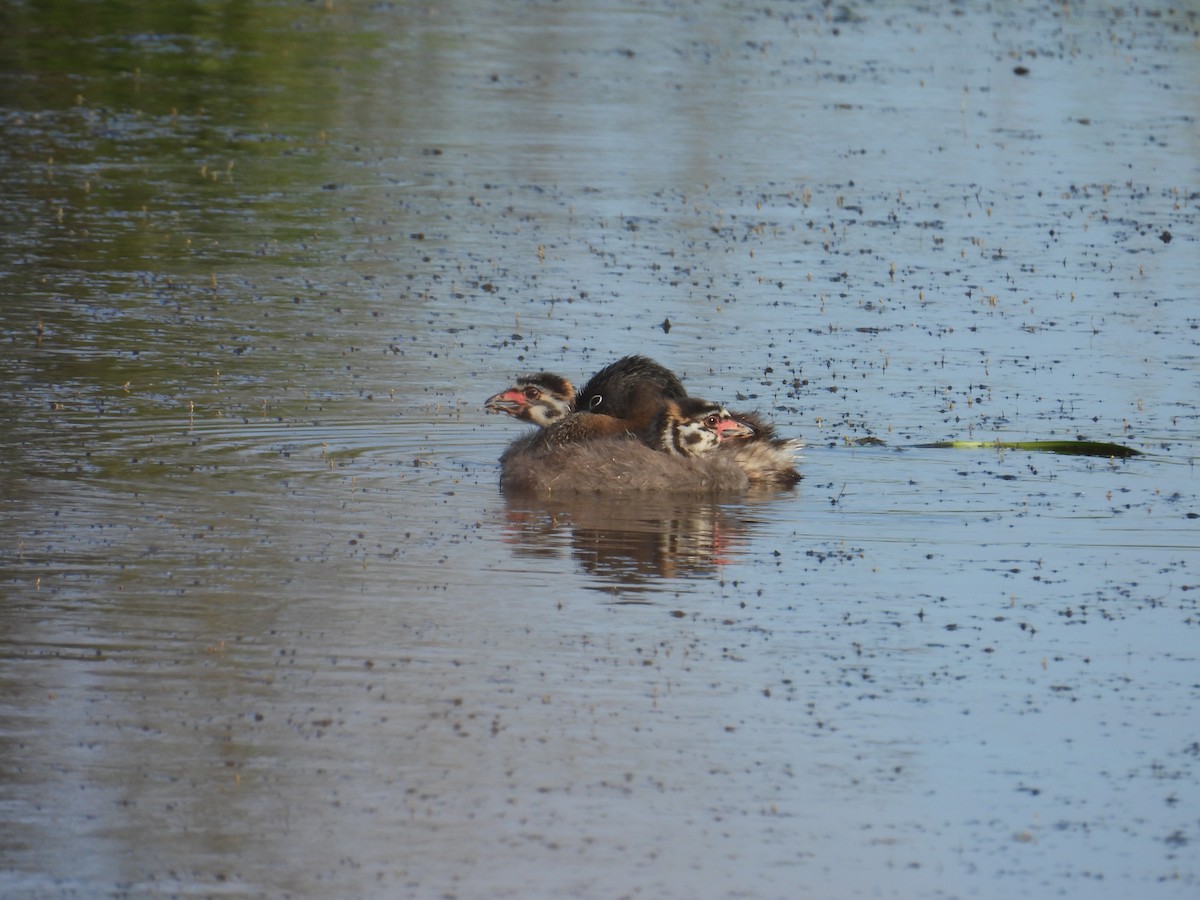 Pied-billed Grebe - ML637528425