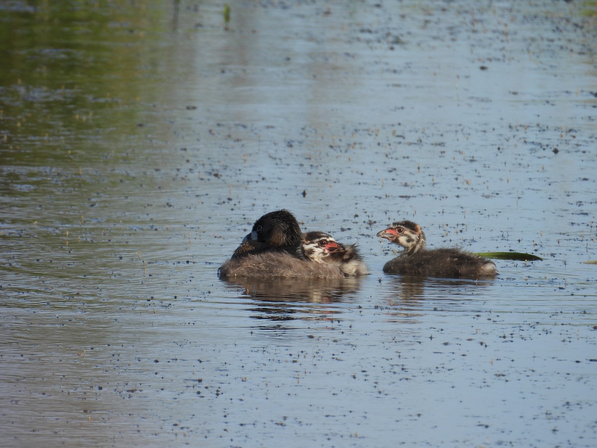Pied-billed Grebe - ML637528426