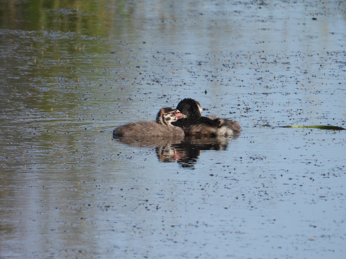 Pied-billed Grebe - ML637528428