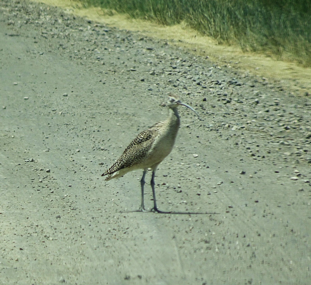Long-billed Curlew - ML637528429