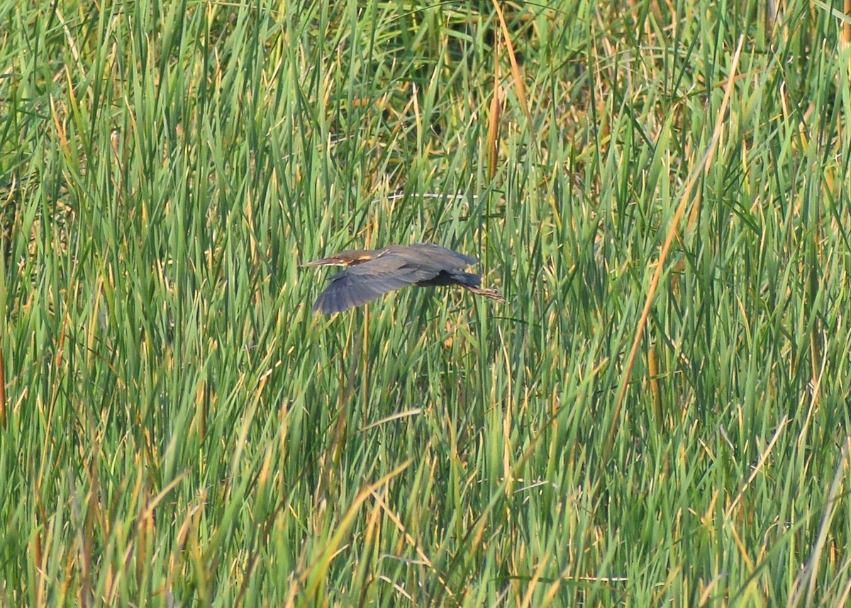 Black Bittern - ML637528430