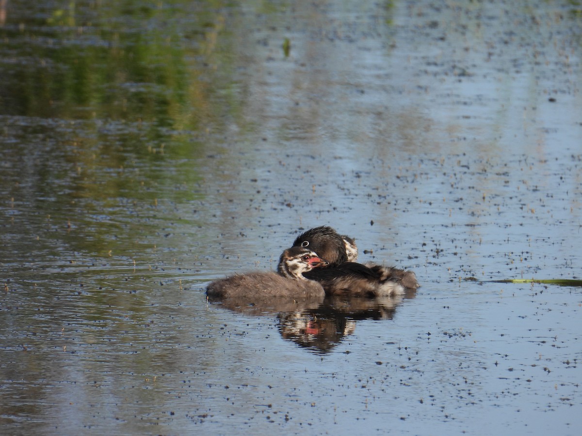 Pied-billed Grebe - ML637528431