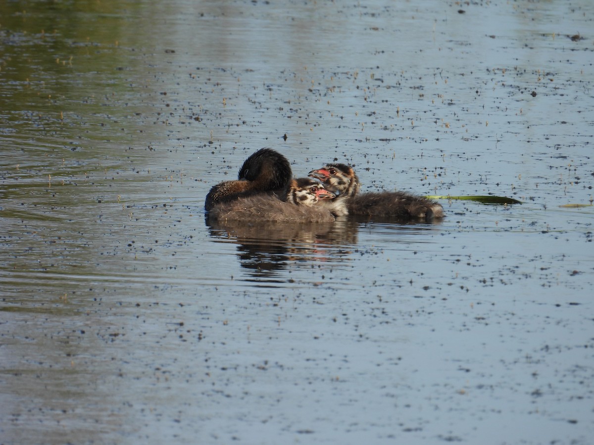 Pied-billed Grebe - ML637528432