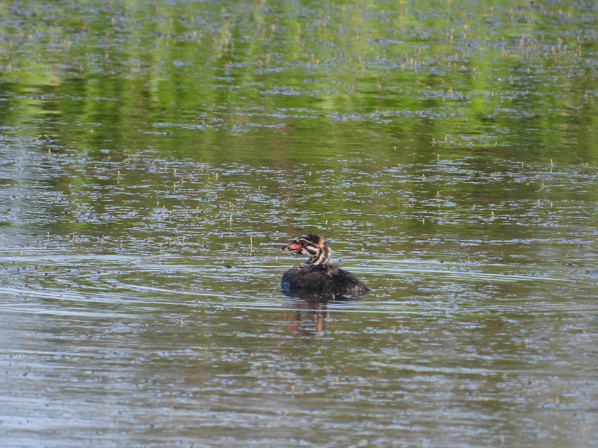 Pied-billed Grebe - ML637528433