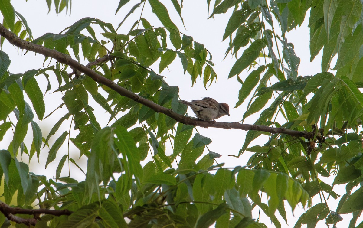 Chipping Sparrow - ML637528434