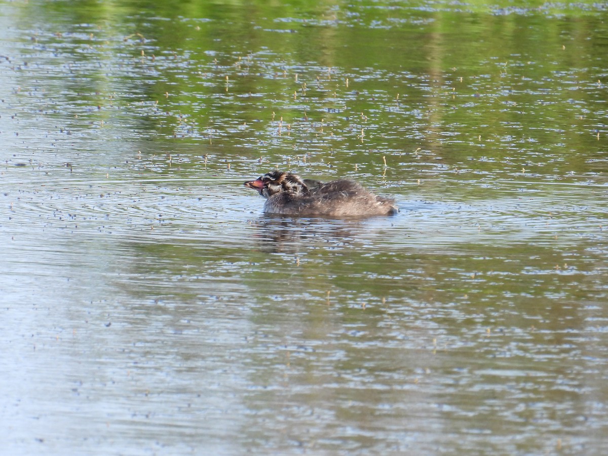 Pied-billed Grebe - ML637528435