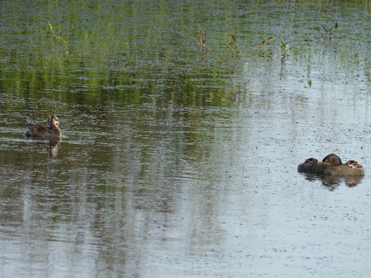 Pied-billed Grebe - ML637528436