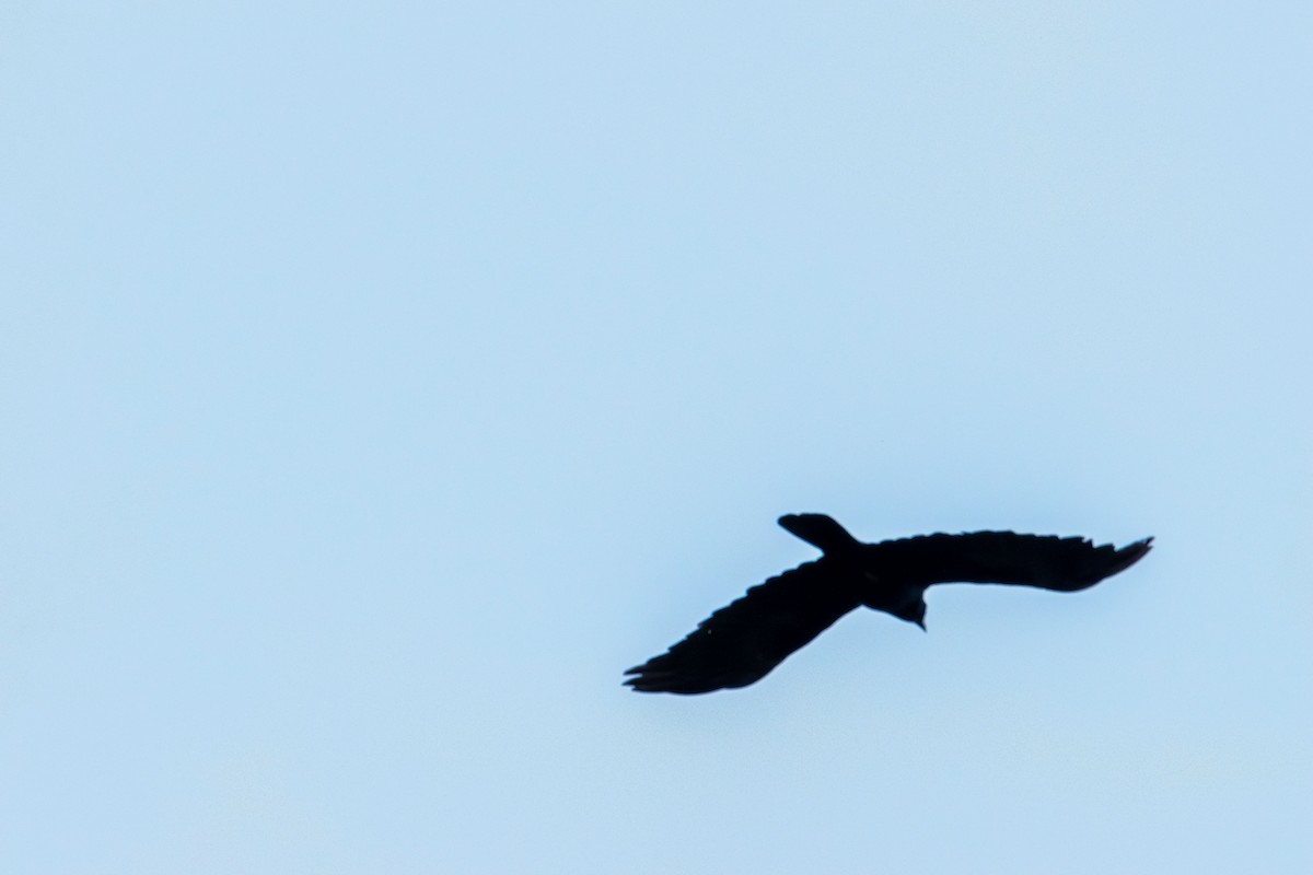 American Crow - ML637528443