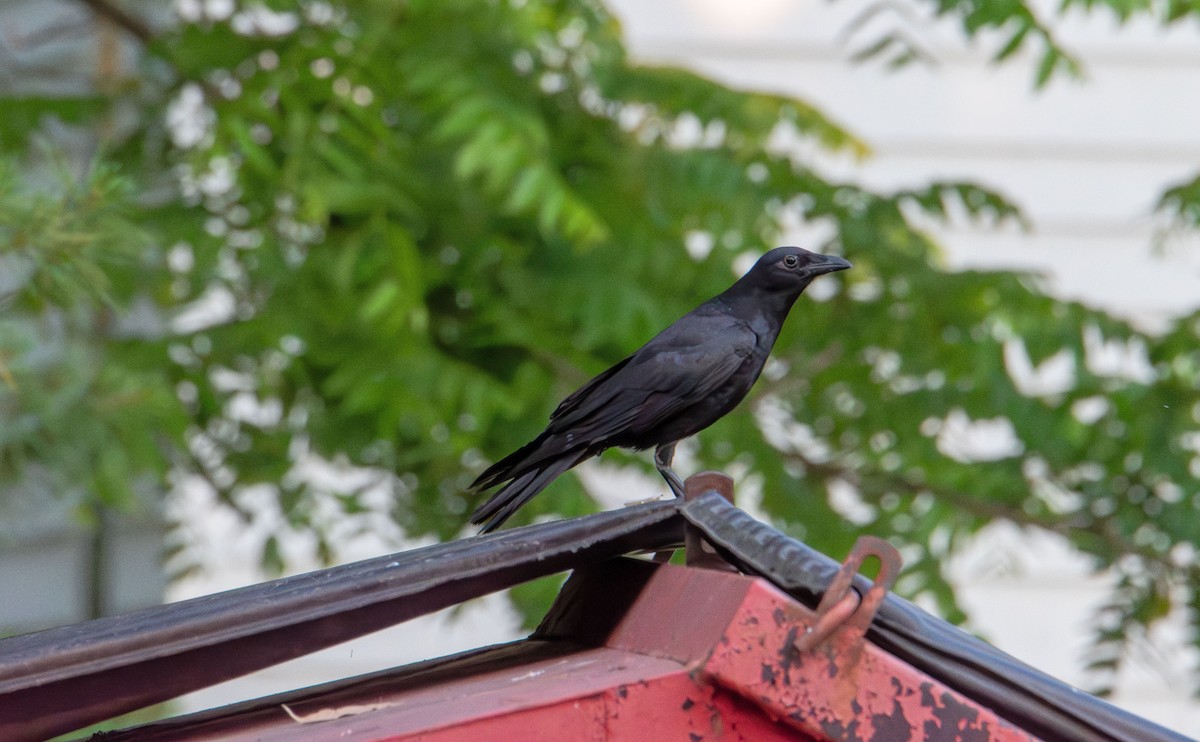 Fish Crow - ML637528445