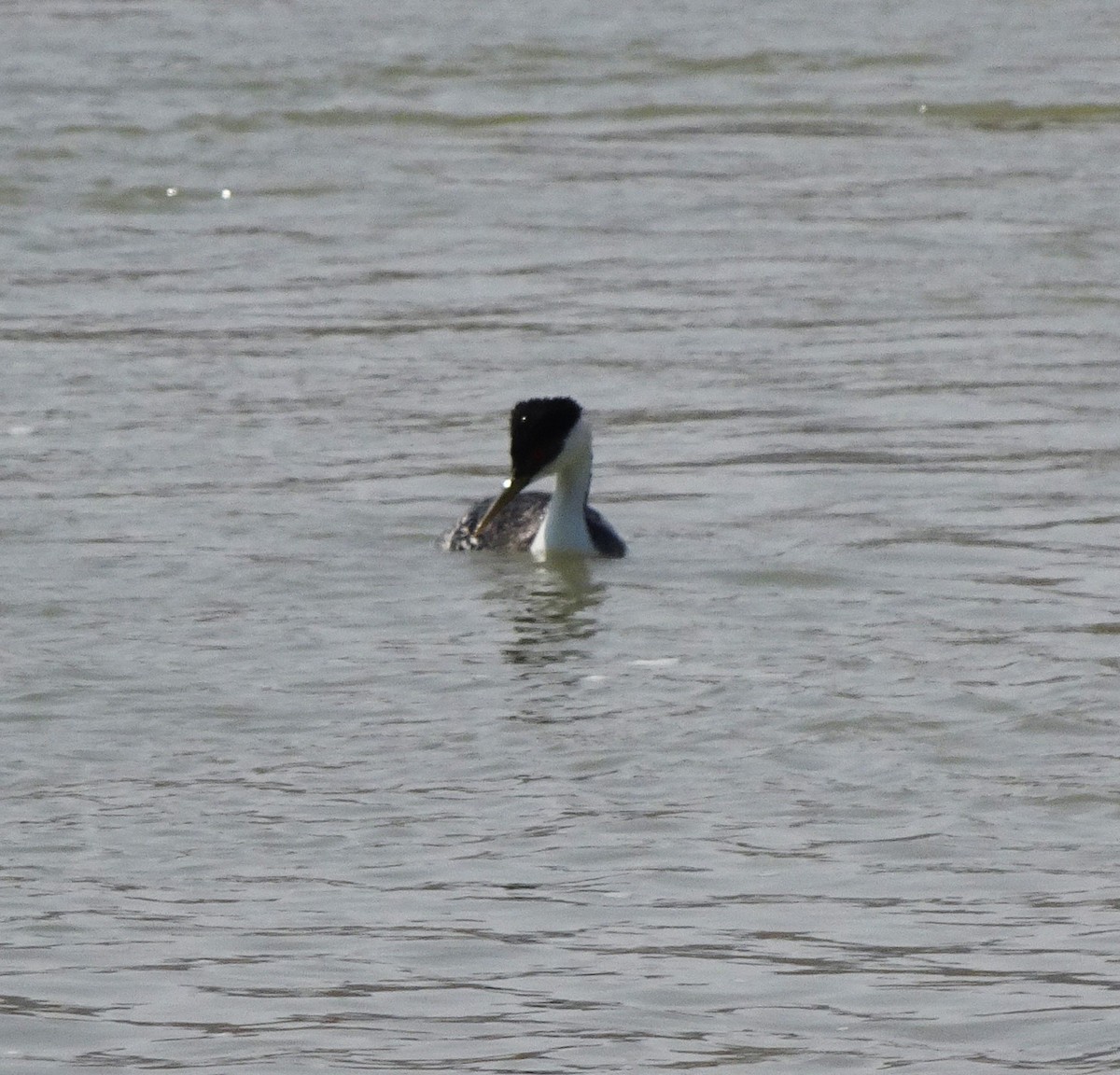 Western Grebe - ML637528447