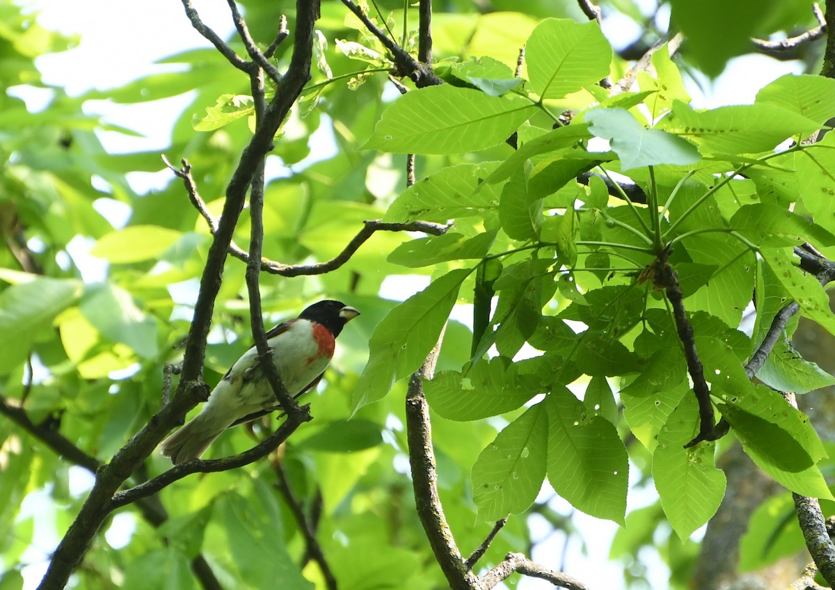 Rose-breasted Grosbeak - ML637528448