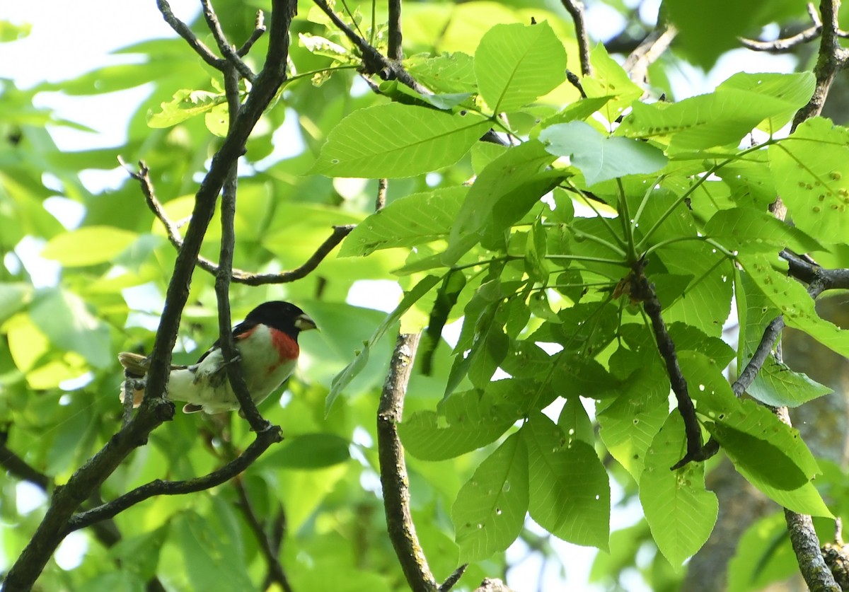Rose-breasted Grosbeak - ML637528449
