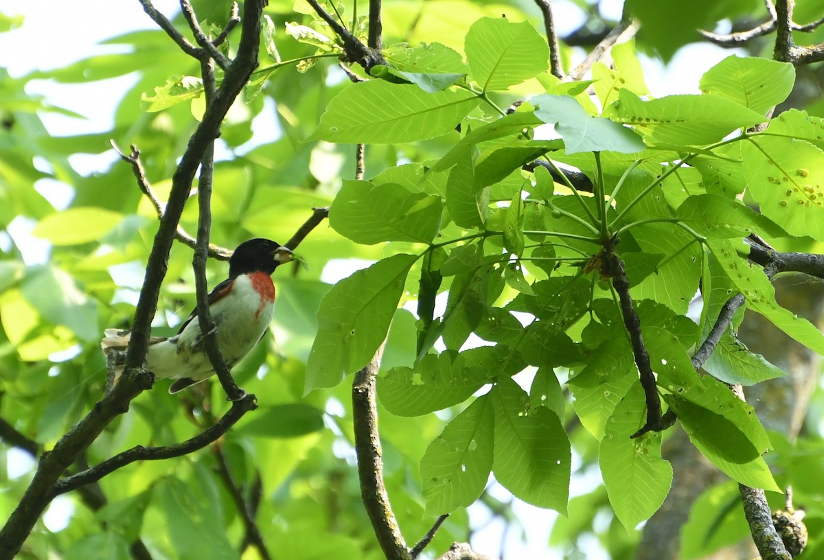 Rose-breasted Grosbeak - ML637528450