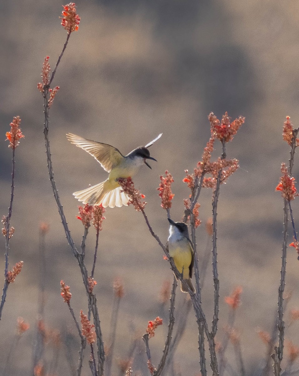 Thick-billed Kingbird - ML637528470