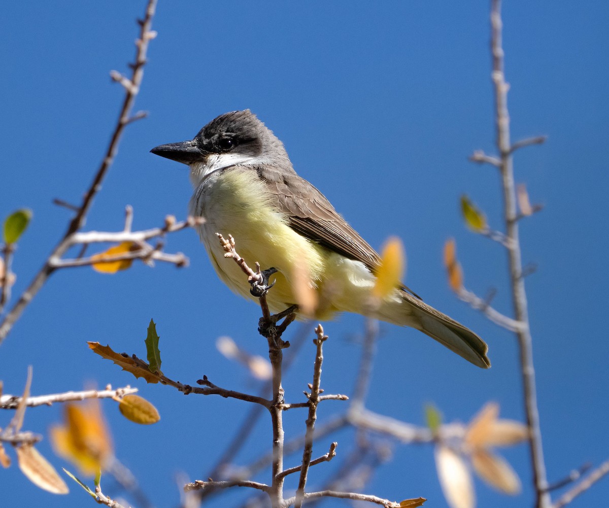 Thick-billed Kingbird - ML637528471