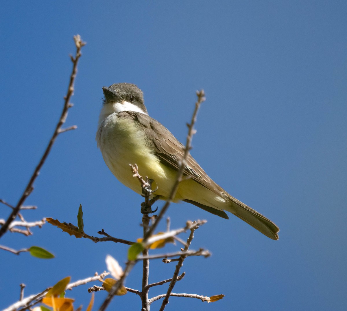 Thick-billed Kingbird - ML637528472