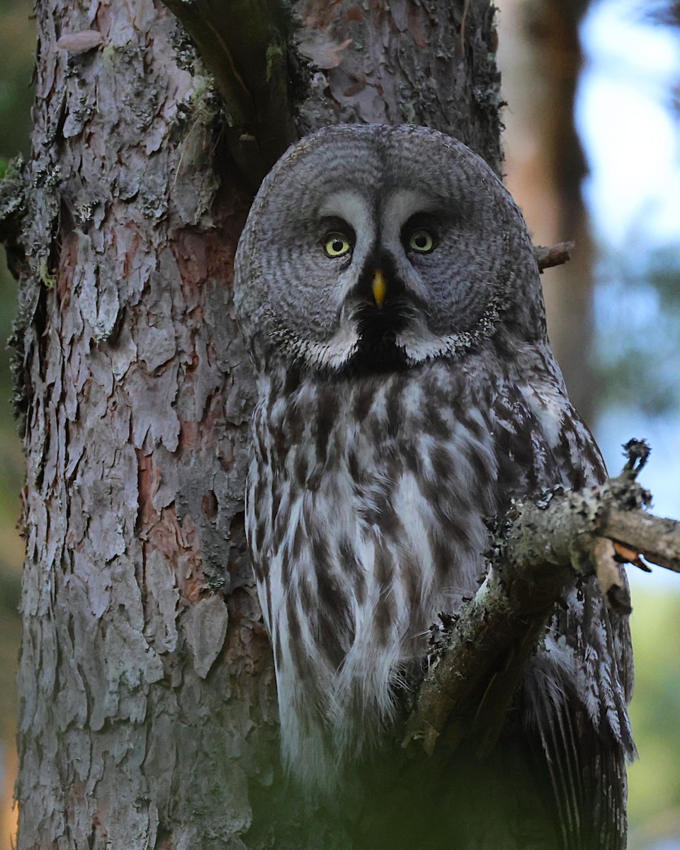 カラフトフクロウ - ML637528479