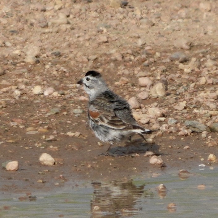 シロハラツメナガホオジロ - ML637528483
