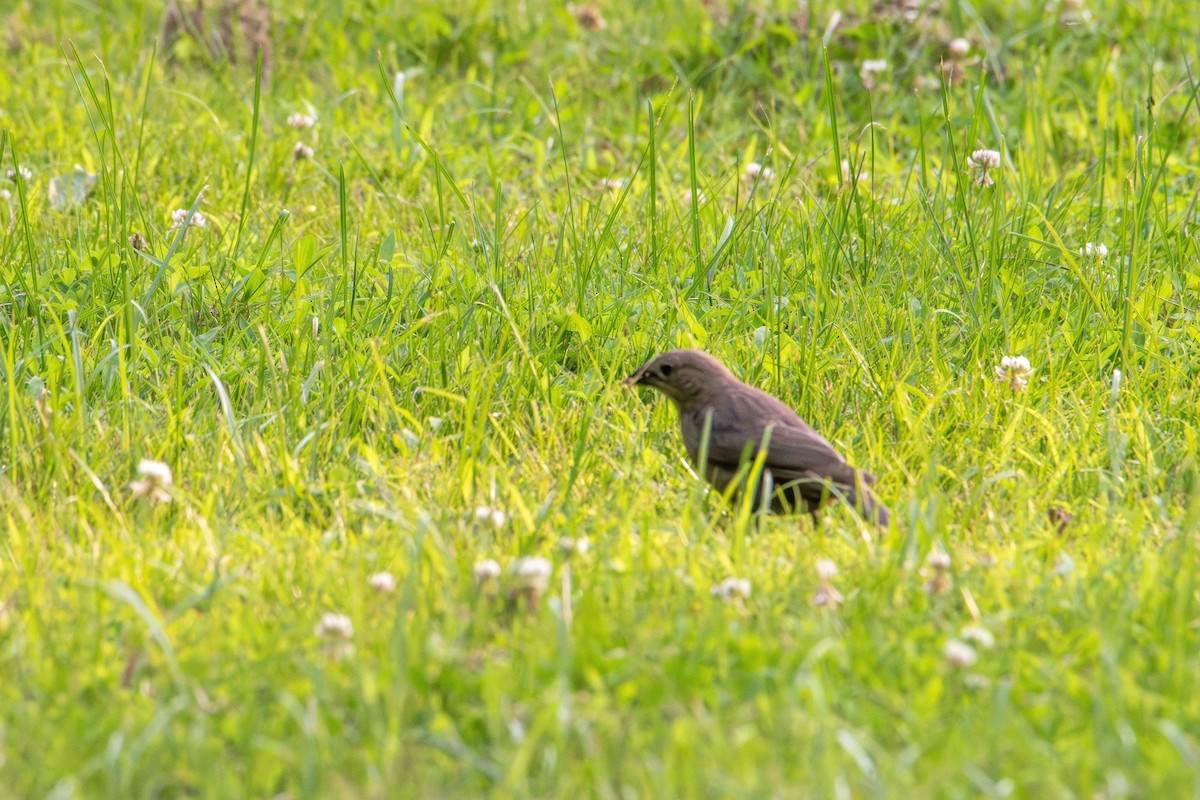 コウウチョウ - ML637528487