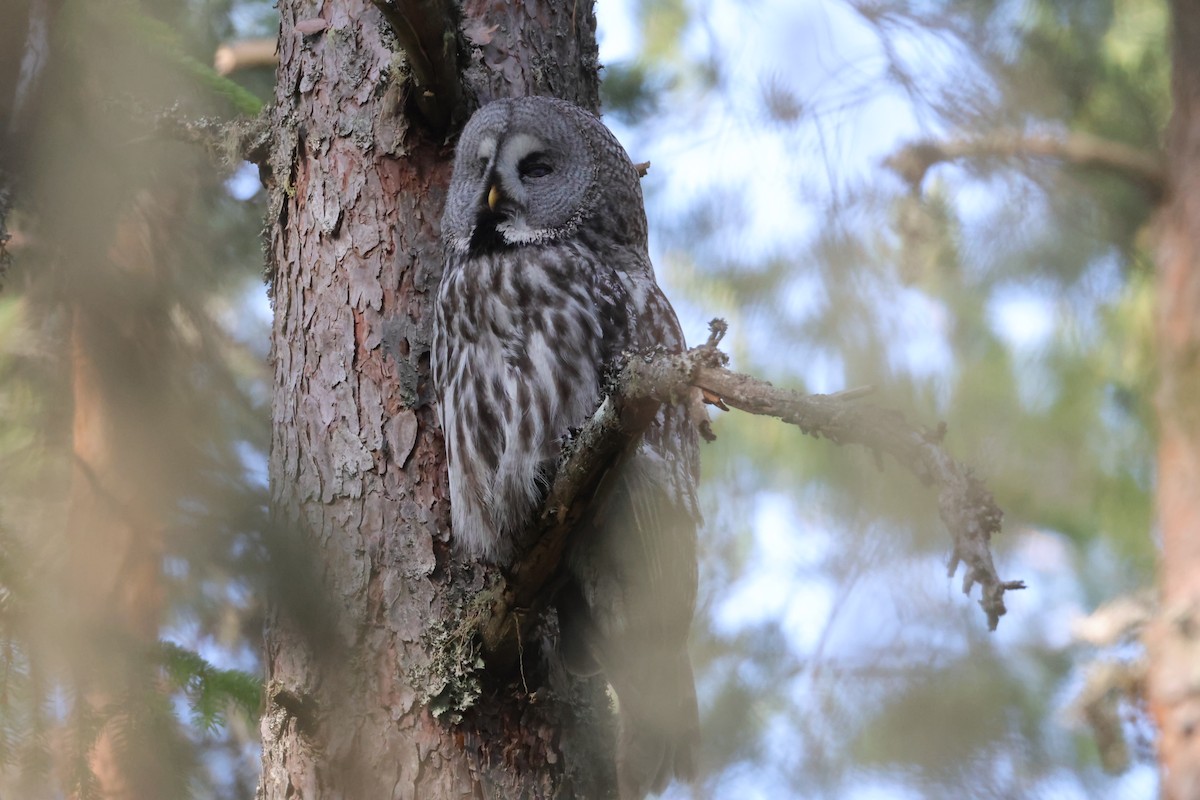 カラフトフクロウ - ML637528488