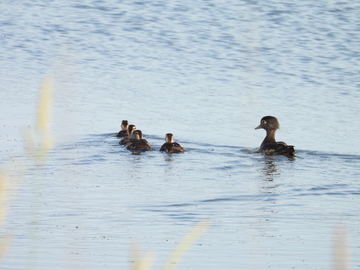 Wood Duck - ML637528504