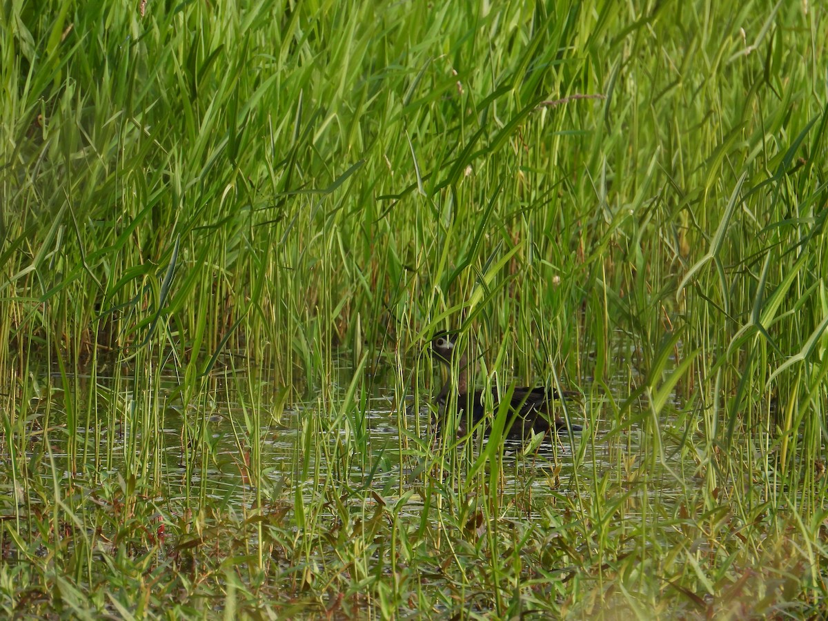 Wood Duck - ML637528508