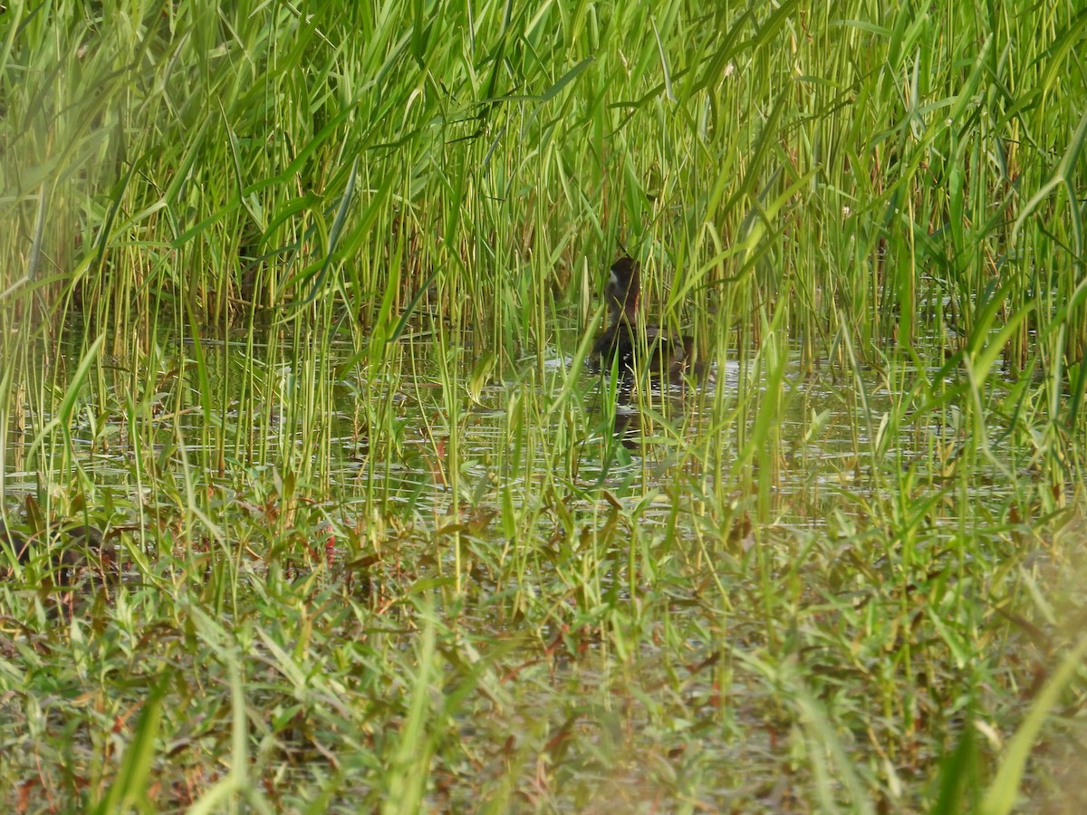 Wood Duck - ML637528509