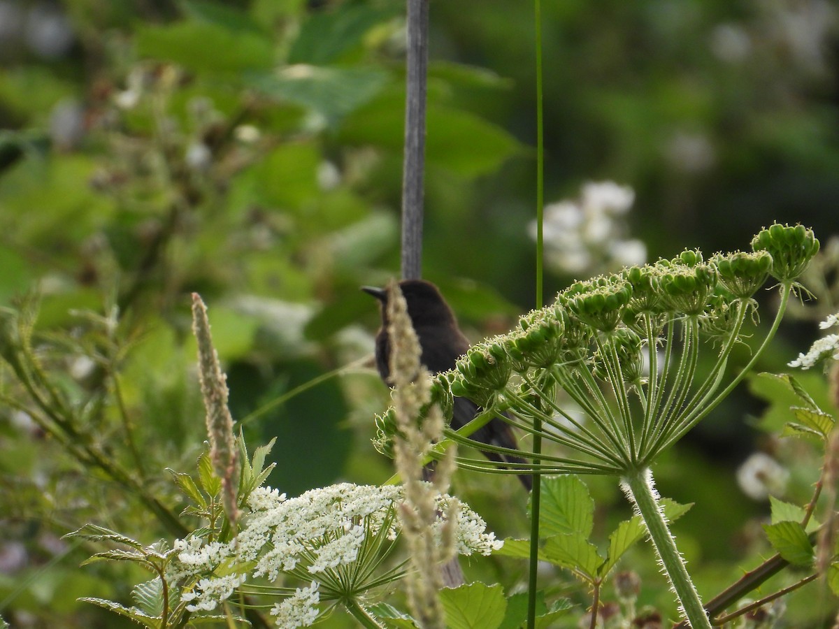 Black Phoebe - ML637528525